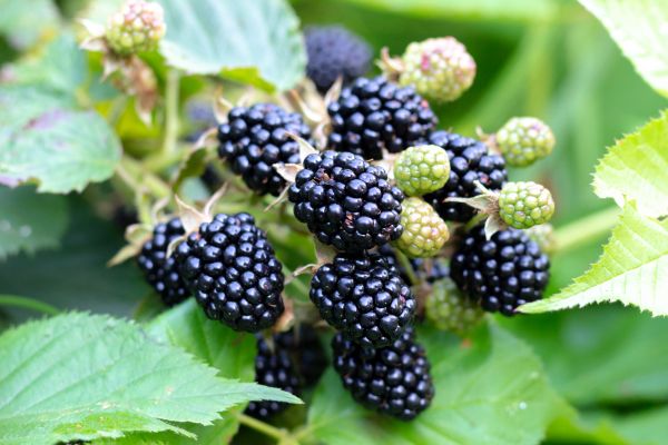 Blackberry Bush Removal in La Quinta