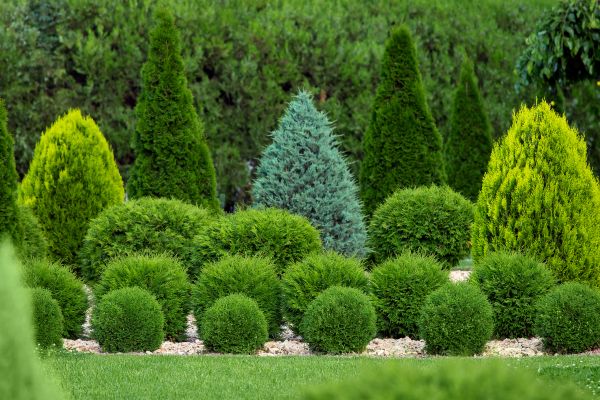 Bush Shaping Service in La Quinta