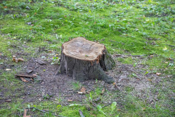 Bush Stump Removal in La Quinta