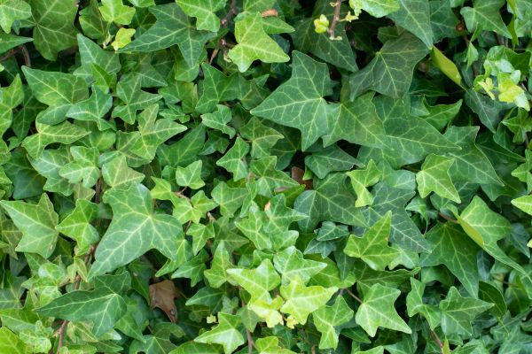 Cost of English Ivy Removal in La Quinta