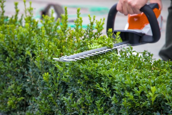 Hedge Pruning in La Quinta