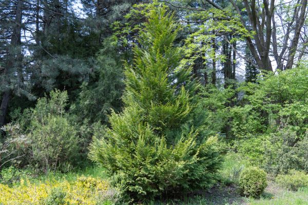 Cost of Juniper Pruning in La Quinta