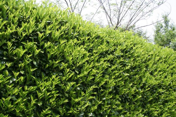 Cost of Laurel Removal in La Quinta
