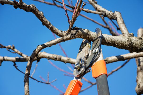 Pruning Service in La Quinta