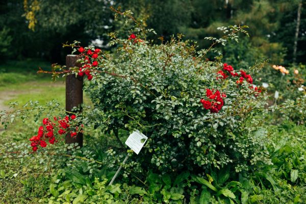 Rose Bush Removal in La Quinta