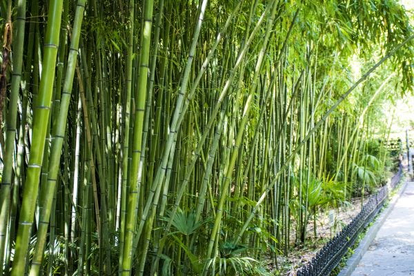 Bamboo Root Removal in La Quinta