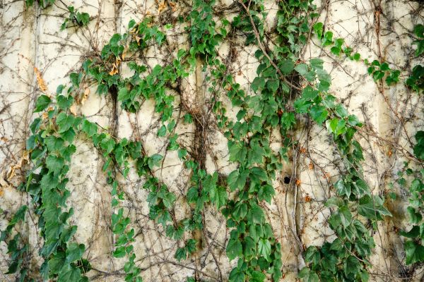 Vine Removal Service in La Quinta