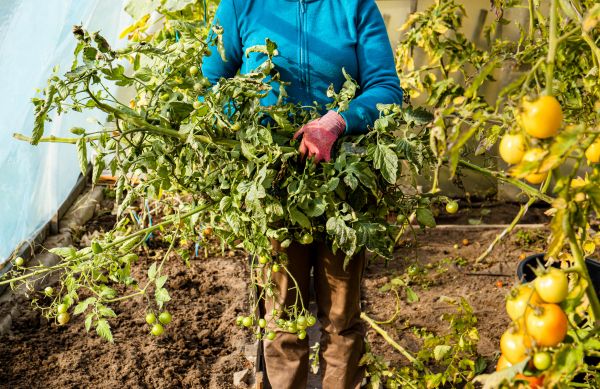Cost of Garden Plant Removal in La Quinta