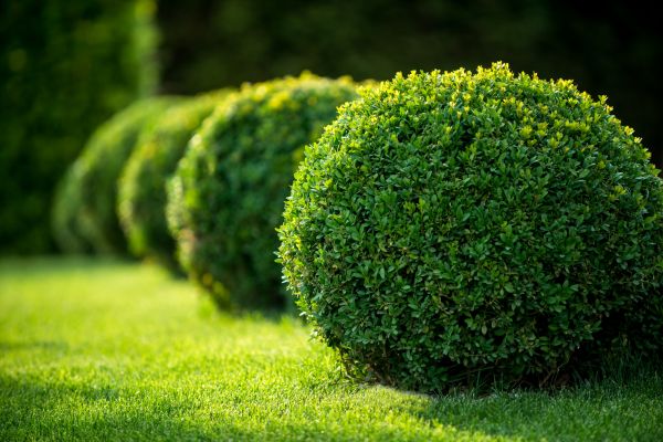 Cost of Bush Pruning in La Quinta