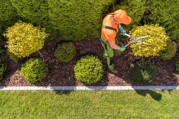 Topiary Trimming in La Quinta