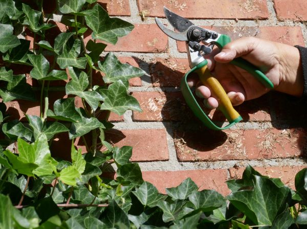 Ivy Removal Service in La Quinta