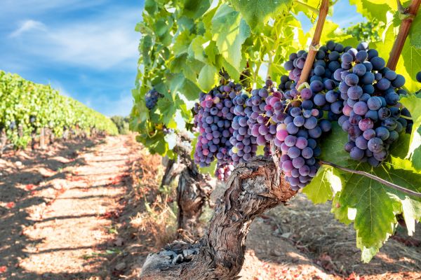 Cost of Grapevine Pruning in La Quinta