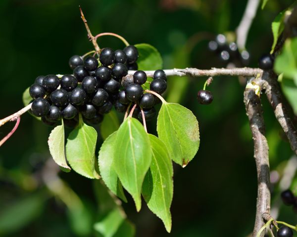 Cost of Buckthorn Removal in La Quinta