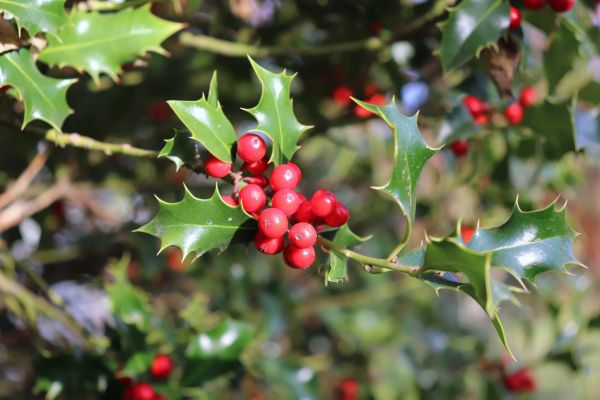 Cost of Holly Tree Trimming in La Quinta