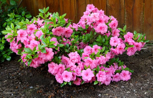 Azaleas Removal in La Quinta