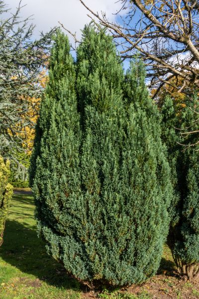 Cost of Juniper Trimming in La Quinta