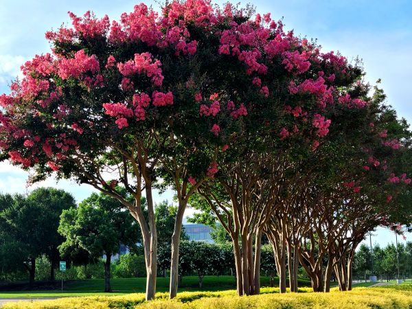 Cost of Crepe Myrtle Pruning in La Quinta