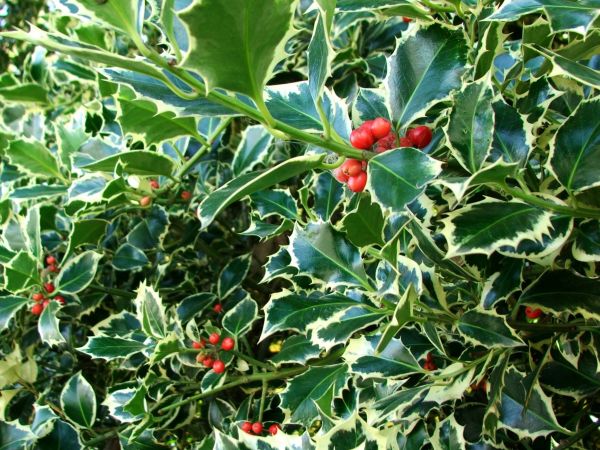 Cost of Holly Bushes Trimming in La Quinta