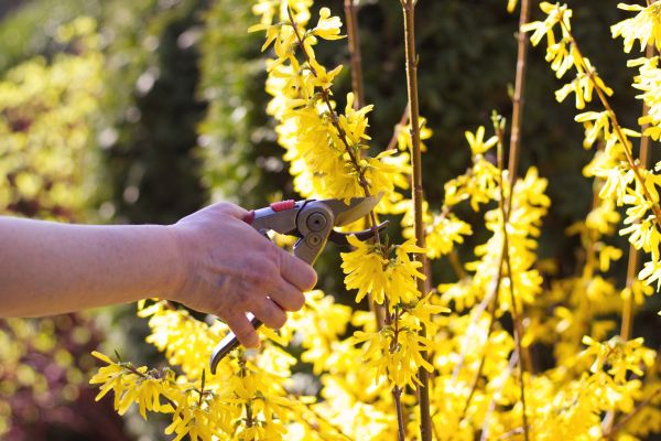 Forsythia Pruning in La Quinta