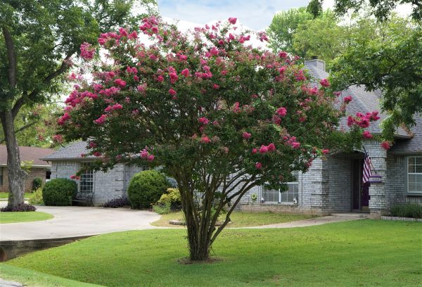 Crepe Myrtle Trimming in La Quinta