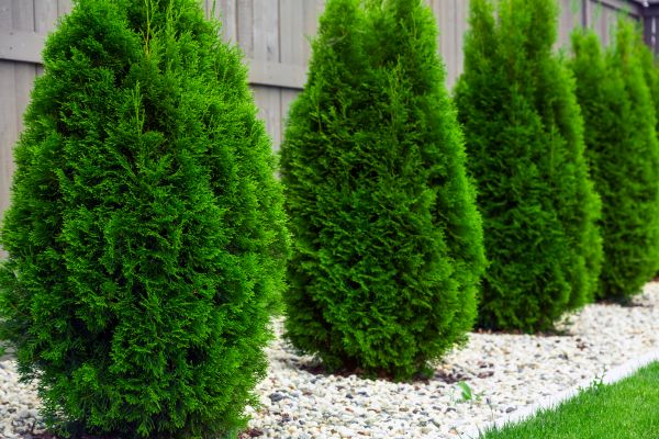 Arborvitae Removal in La Quinta