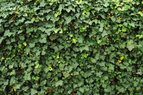 Cost of Ivy Pruning service in La Quinta