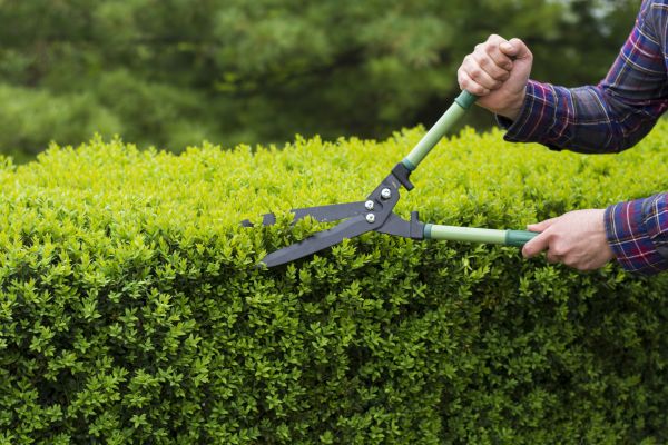 Cost of Evergreen Shrub Pruning in La Quinta