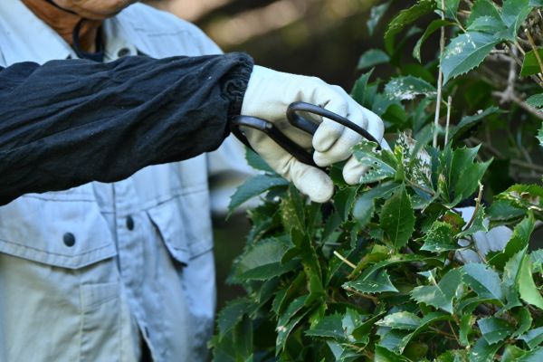 Holly Pruning in La Quinta