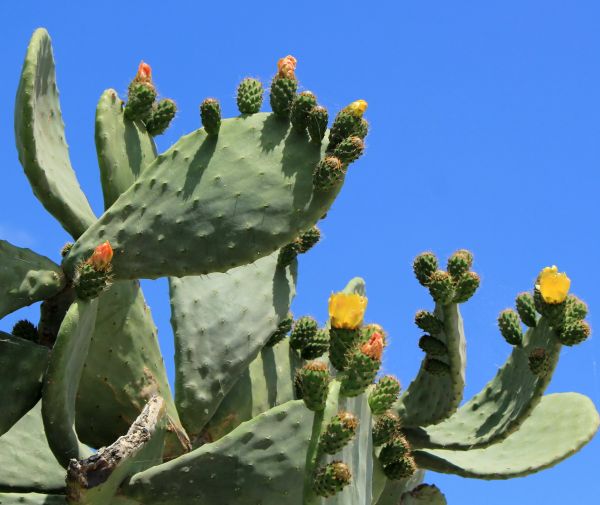 Cost of Cactus Removal in La Quinta