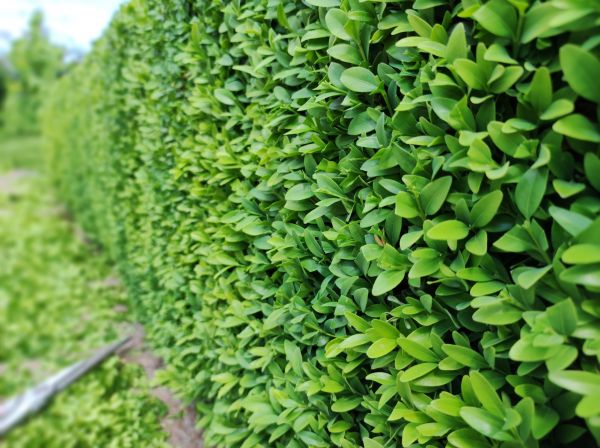 Cost of Boxwood Pruning in La Quinta