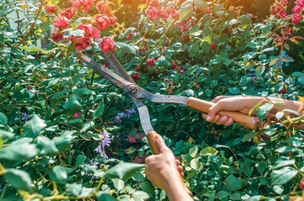 Knockout Roses Pruning in La Quinta