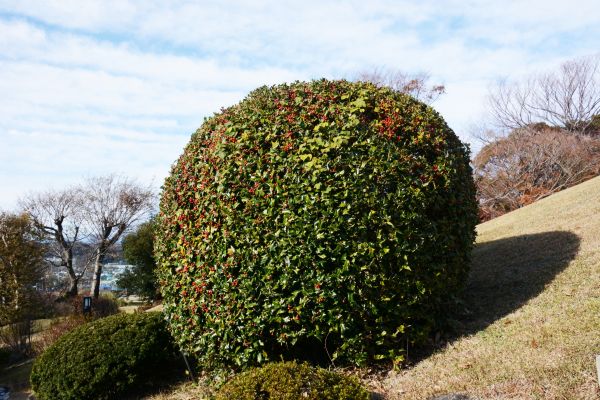 Cost of Holly Shrub Pruning in La Quinta