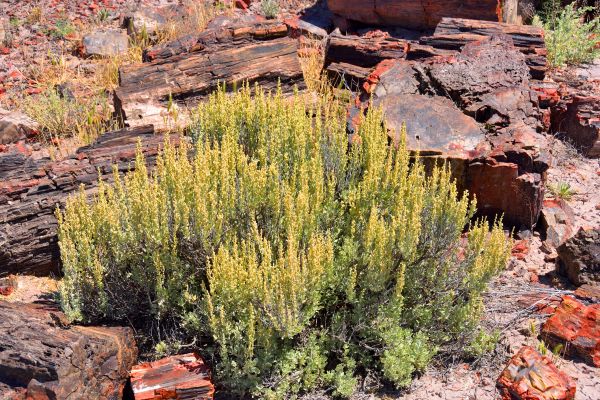 Sagebrush Removal in La Quinta