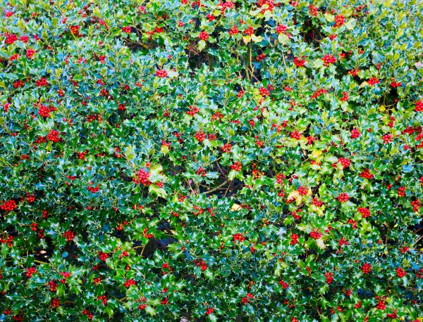 Holly Bush Removal in La Quinta