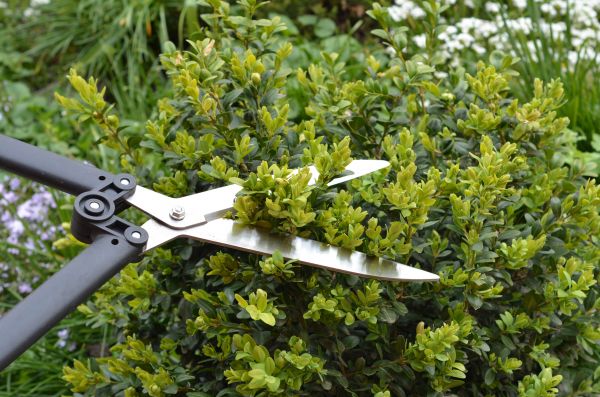 Cost of Boxwood Trimming in La Quinta