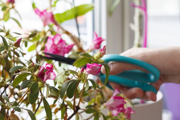 Azalea Pruning in La Quinta