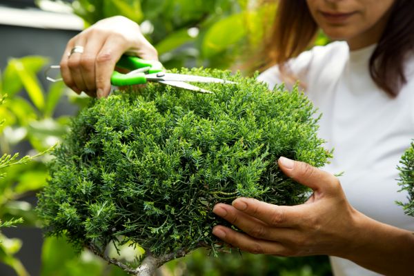 Cost of Juniper Shrub Pruning in La Quinta