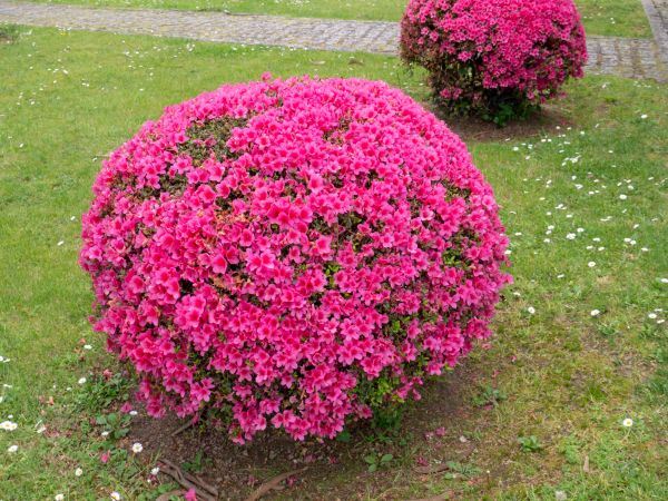 Cost of Rhododendron Pruning in La Quinta