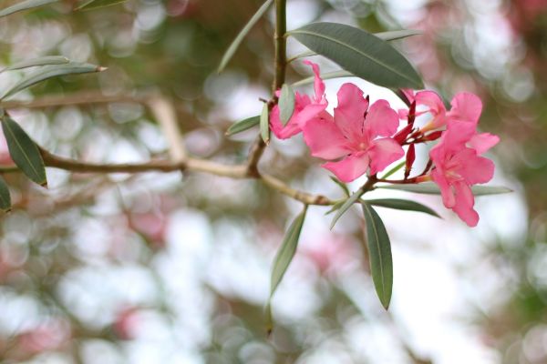 Oleander Removal in La Quinta
