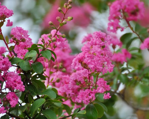 Crepe Myrtle Removal in La Quinta