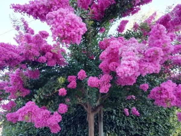Cost of Crape Myrtle Pruning in La Quinta