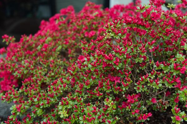 Weigela Removal Service in La Quinta