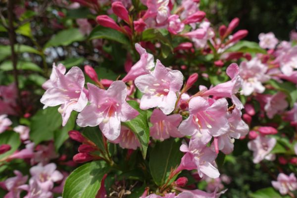 Weigela Pruning Service in La Quinta