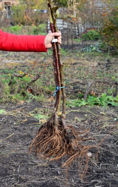 Cost of Shrub Root Removal in La Quinta