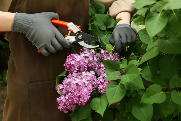 Lilac Pruning Service in La Quinta