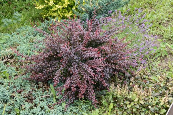 Cost of Japanese Barberry Removal in La Quinta