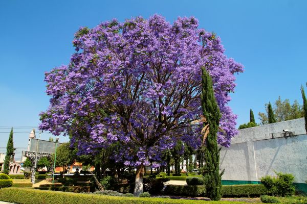 Jacaranda Pruning in La Quinta