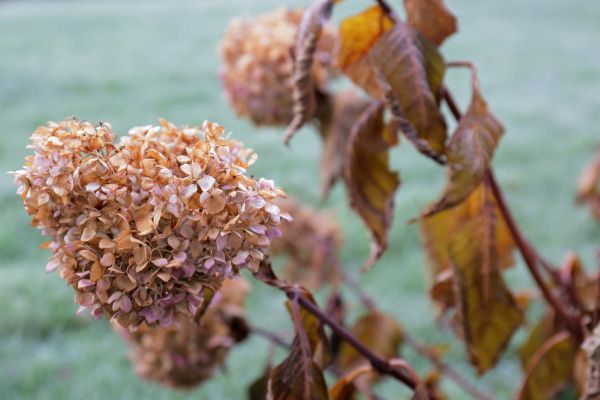 Cost of Hydrangea Removal in La Quinta