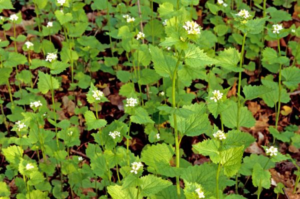 Garlic Mustard Removal in La Quinta