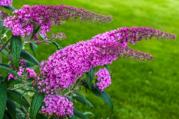 Cost of Butterfly Bush Removal in La Quinta